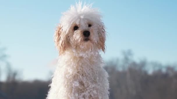 Beyaz Köpek Erkek Kaniş Patrona Havlar Dışarıda Karda Oynamak Için — Stok video