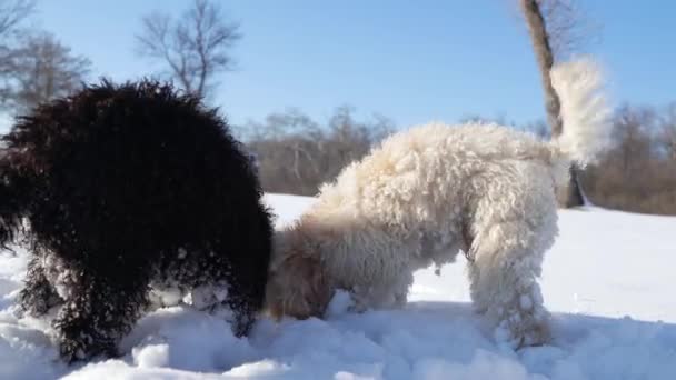 在一个阳光明媚的冬天 两只白狗和两只黑狗在雪地里寻找它们丢失的球 — 图库视频影像