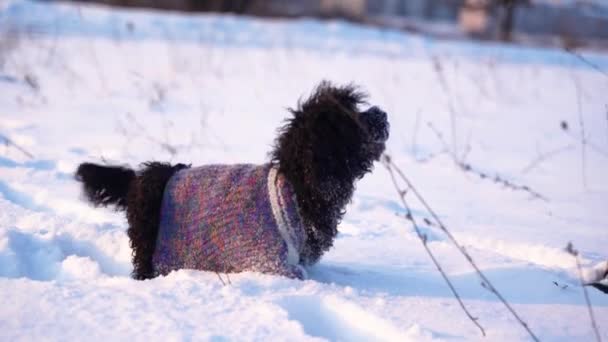 Two Black White Poodles Play Snow Meadow Sunny Winter Day — Stock Video