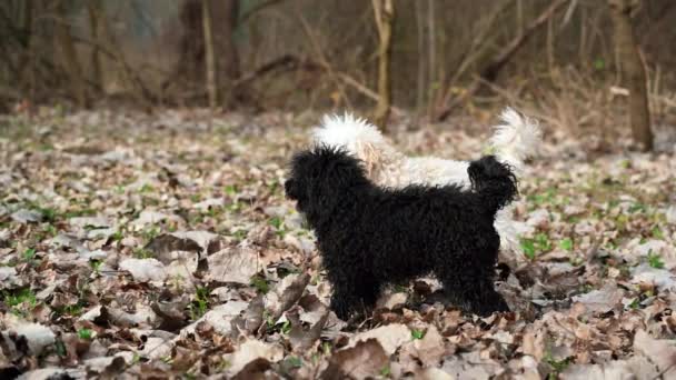 2匹の黒と白のプードル犬が外の草地で骨を投げるのを待っていて 森の中の美しい秋の日にそれらの2匹を演奏し始めます — ストック動画