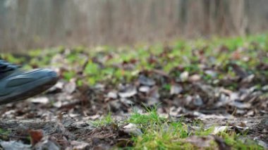 Ormanda yavaşça yürürken