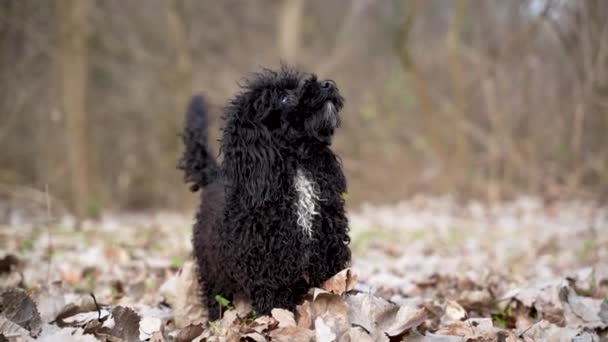 Mini Poodle Curiously Awaits Command Its Owner Play — Stock Video