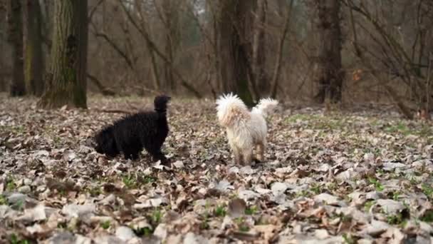 Psy Pudle Szukające Grzybów Truflowych Lesie Porośniętym Liśćmi Zewnątrz — Wideo stockowe