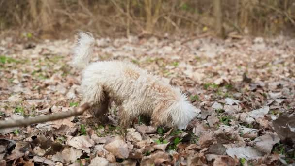 Ein Hund Wald Schnüffelt Und Sucht Versteckte Trüffel — Stockvideo