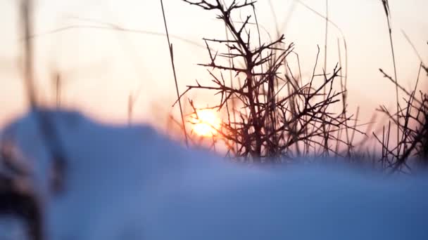 Sol Pone Lentamente Detrás Hierba Cubierta Nieve — Vídeo de stock