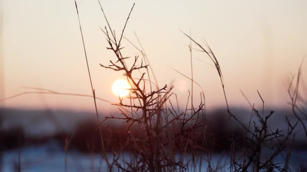 Een Scène Voor Zonsondergang Die Door Gedroogde Planten Breekt Winter — Stockvideo