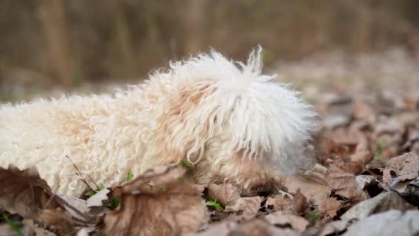 Witte Poedel Brokkelt Stukjes Stok Haar Mond — Stockvideo