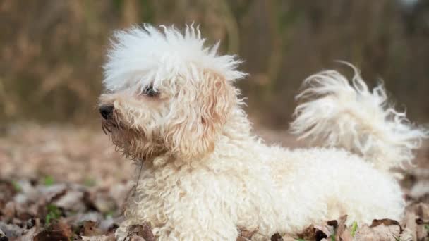 Poodle Branco Viu Algo Floresta Correu Para Investigar — Vídeo de Stock