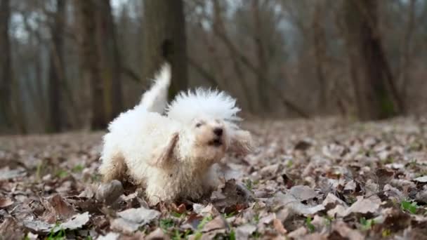 White Poodle Barks Forest Leaves Have Fallen — Stock Video