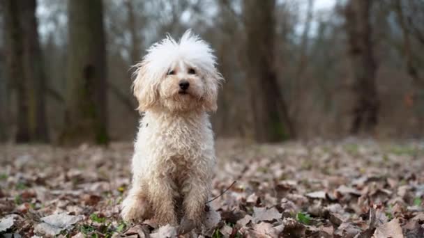Woods White Poodle Eagerly Awaits Food His Master — Stock Video