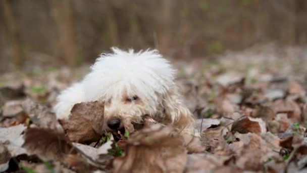 White Poodle Ran Full Speed — Stock Video