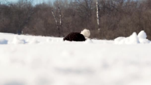 一只黑白狮子狗正在外面的雪地里寻找丢失的玩具 — 图库视频影像