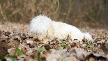 Bir sonbahar günü yapraklarla kaplı bir arazide yavaşça sopasını ısıran bir köpek.