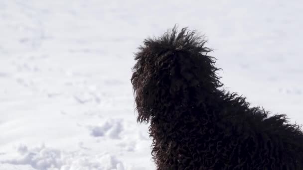 Czarny Pudel Siedzi Śniegu Patrzy Sytuację Grze — Wideo stockowe