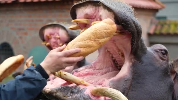 Alimentar Hipopótamo Por Tarde Granja Después Bañarse Agua — Vídeo de stock