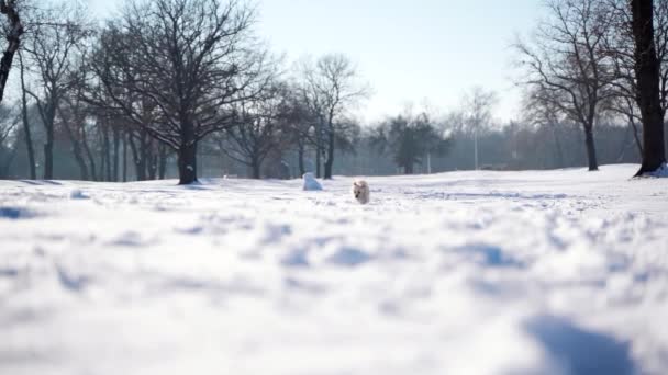 美しい晴れた日に雪の牧草地でゆっくりと走るオスの白い犬のプードルが雪の上で遊んで飛び跳ねる — ストック動画