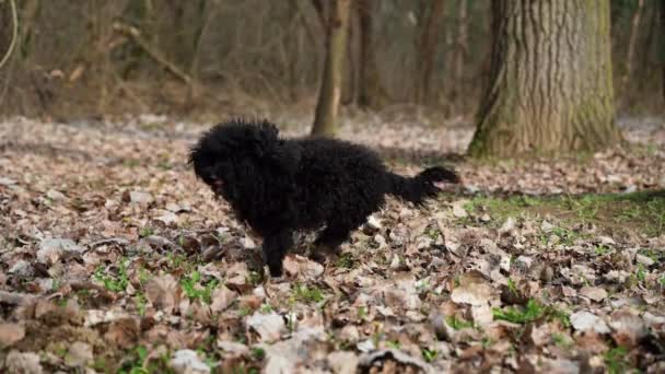 Caniche Negro Invita Jugar Caniche Blanco Que Separará Palo Que — Vídeos de Stock