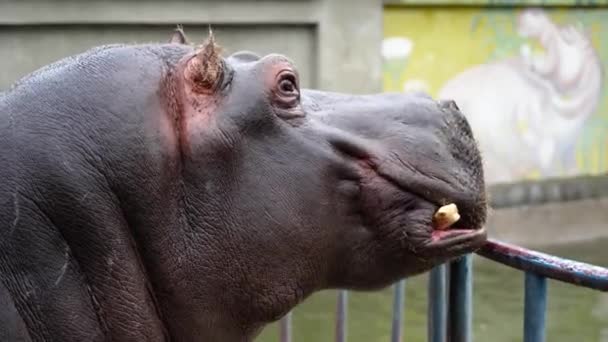 Een Hippopotamus Opgenomen Uit Profiel Hoe Hij Eet — Stockvideo