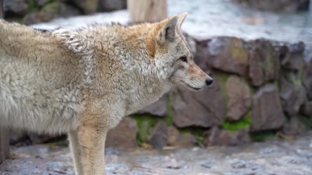 Coyote Visto Sua Preda — Video Stock