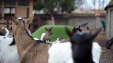 Keçiler çiftlikte yedikten sonra dinleniyor.
