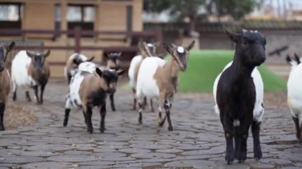 Keçiler Daha Yeni Yedikleri Için Ahırın Etrafında Mutlu Mesut Koşuyorlar — Stok video