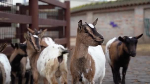 Las Cabras Curiosamente Están Viendo Camarógrafo Filmarlas — Vídeos de Stock