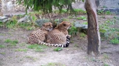 Büyük bir jaguarın erkek ve dişisi yerde yan yana yatıyorlar.
