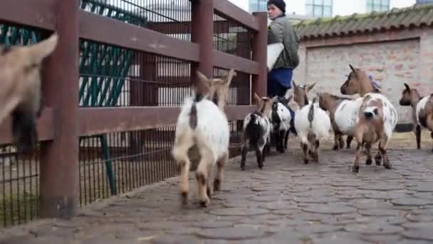 Capre Corrono Dietro Alla Donna Che Nutre Nella Fattoria — Video Stock