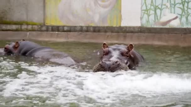 カバが水中で潜水して動物園の訪問者から逃げ出し — ストック動画