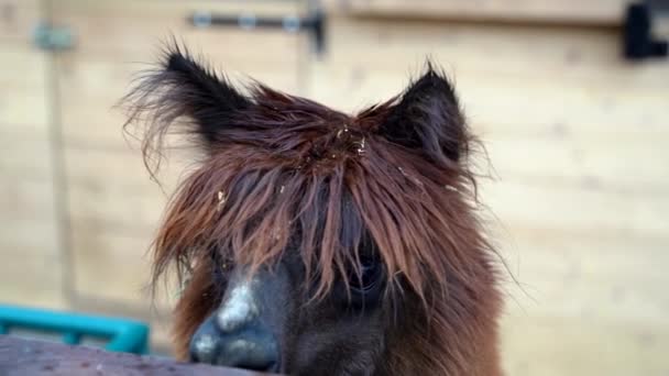 Een Tamme Bruine Lama Waarmee Hij Van Dichtbij Kan Worden — Stockvideo