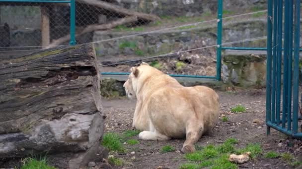 Une Lionne Cachée Par Derrière Sur Sol Cachant Proie — Video