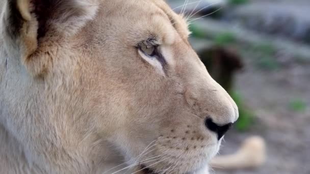 Cabeça Leão Fêmea Lado Que Olha Para Lado Respira Rapidamente — Vídeo de Stock