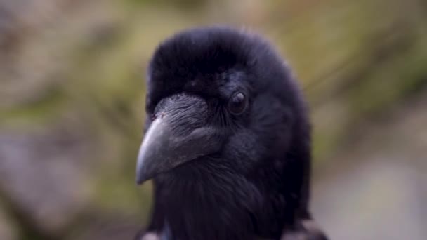 Belle Tête Corbeau Noir Bec — Video