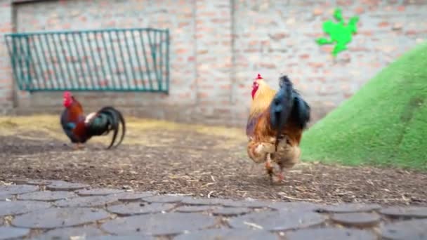 Group Roosters Which One Runs Other Tries Scare Him — Stock Video