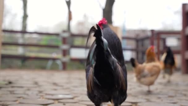 大羽毛的公鸡 — 图库视频影像