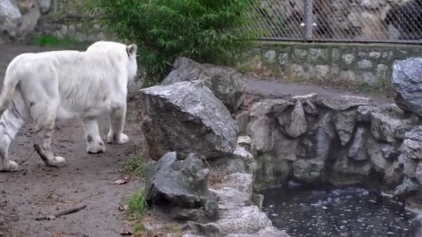 White Tiger Escaped — Stock Video
