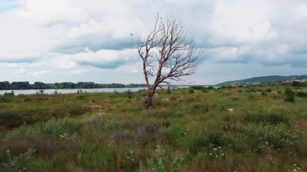 Piękny Widok Drzewo Ptakami Nad Rzeką Wyspie Niesamowitymi Chmurami — Wideo stockowe
