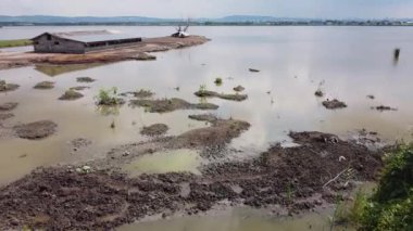 Gölün kenarındaki çamuru emerek beslenen küçük domuzcuklu bir domuz yavrusu.