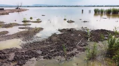 Göl kenarındaki çamuru emerek beslenen küçük domuzcuklu bir domuz yavrusu. 03.