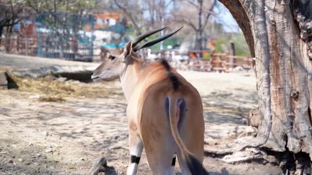 Een Grote Antilope Met Scherpe Hoorns Van Achteren Geschoten Als — Stockvideo