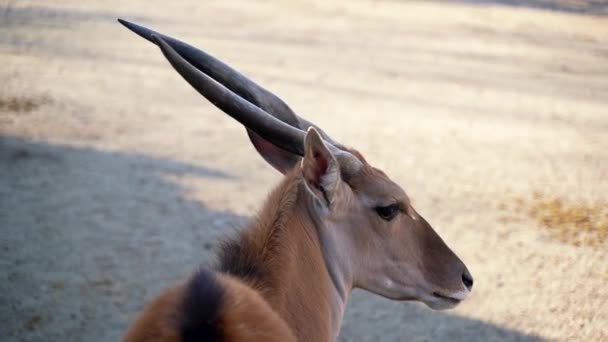 Jonge Antilope Met Mooie Scherpe Puntige Hoorns — Stockvideo