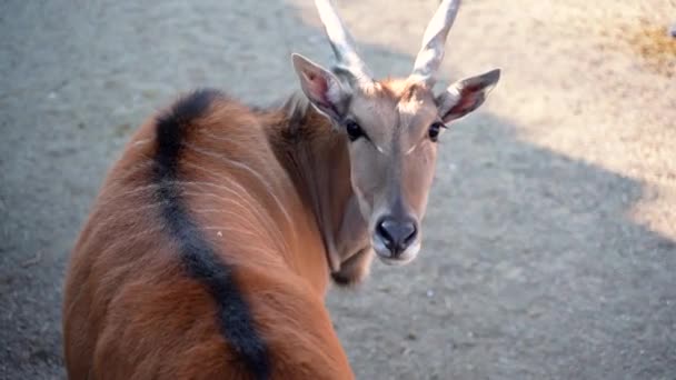 Fiatal Antilop Gyönyörű Éles Hegyes Szarvakkal — Stock videók