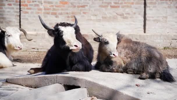 Toro Macho Toro Pequeño Con Cuernos Grandes Yacen Sol Descansan — Vídeo de stock