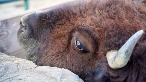 Tête Buffle Près Des Cornes Acérées Ont Été Vues Gros — Video