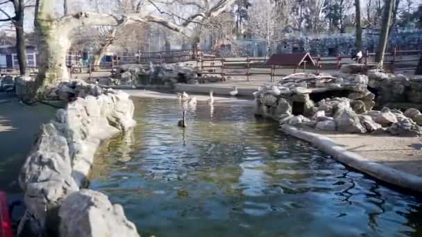 Belo Cisne Preto Grande Água Nada Através Lago — Vídeo de Stock