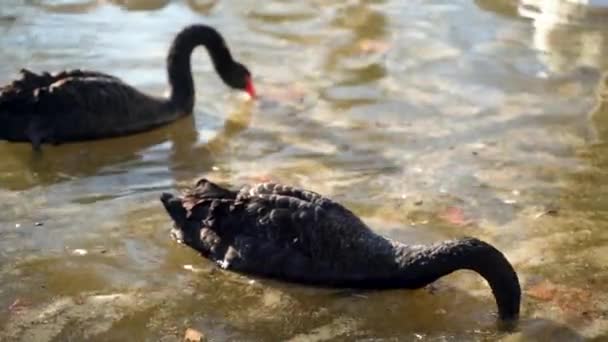 Красивый Большой Черный Лебедь Оранжевым Маяком Ныряет Воду Поисках Пищи — стоковое видео