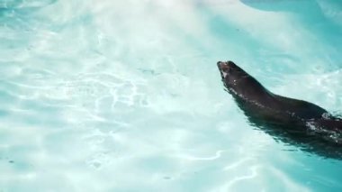 Bir, su yüzeyinde kristal berrak bir havuzda yüzen bir fok.