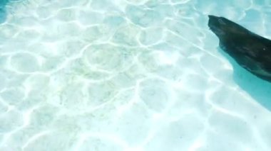 4, su yüzeyinde kristal berrak bir havuzda yüzen bir fok.