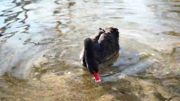 Красивый Большой Черный Лебедь Оранжевым Маяком Ныряет Воду Поисках Пищи — стоковое видео
