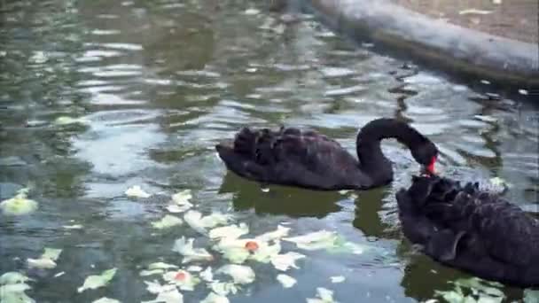 Hermoso Cisne Negro Grande Con Pico Naranja Bucea Bajo Agua — Vídeos de Stock